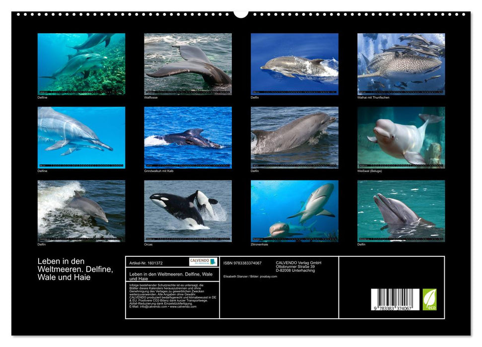 Life in the world's oceans. Dolphins, whales and sharks (CALVENDO Premium Wall Calendar 2024) 