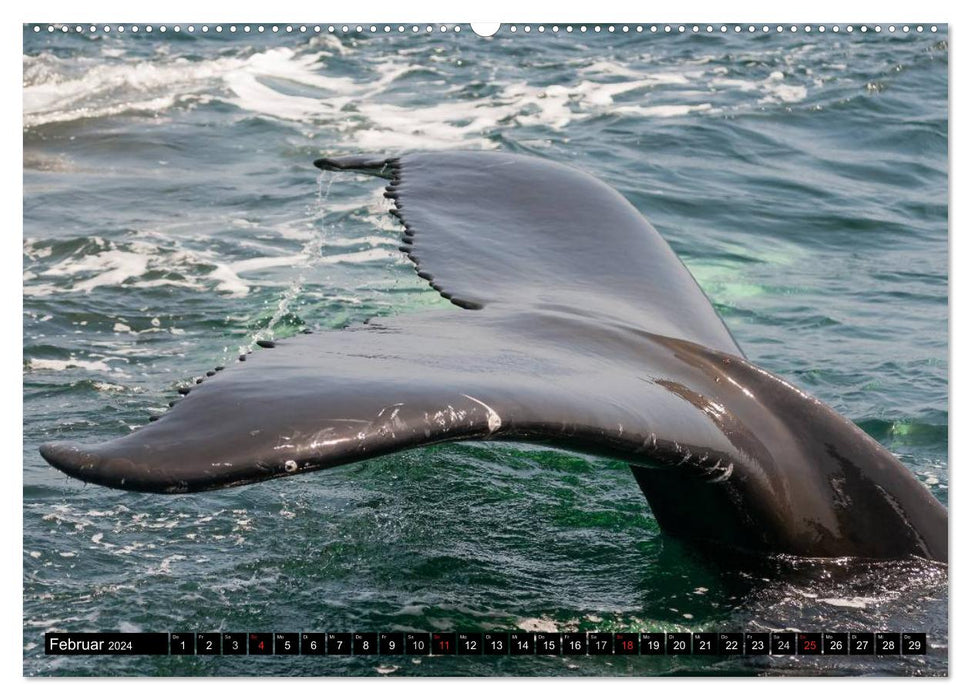 Life in the world's oceans. Dolphins, whales and sharks (CALVENDO Premium Wall Calendar 2024) 