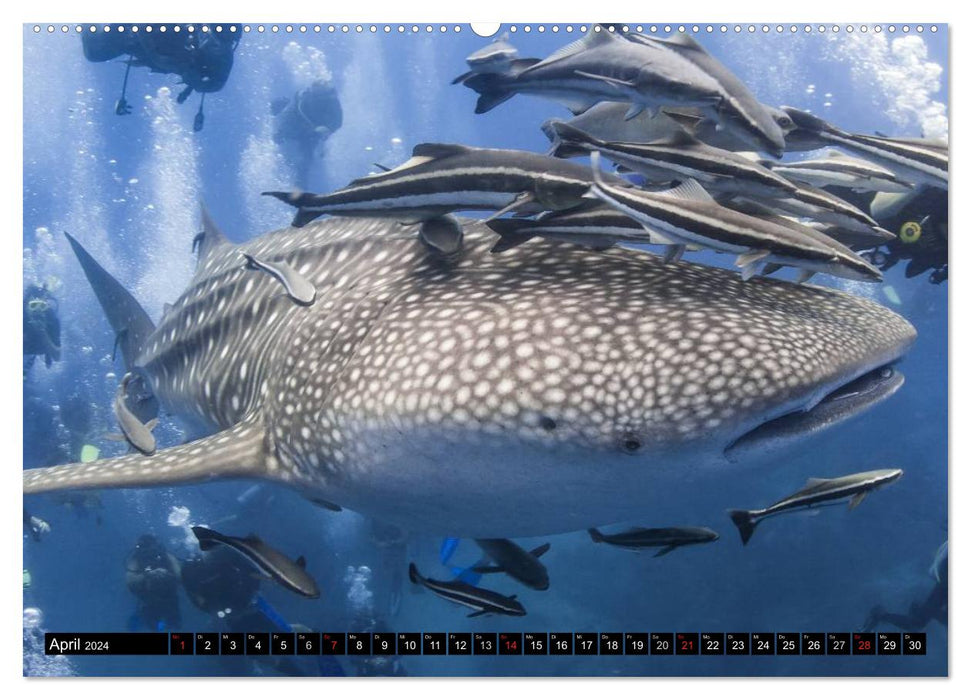 Life in the world's oceans. Dolphins, whales and sharks (CALVENDO Premium Wall Calendar 2024) 