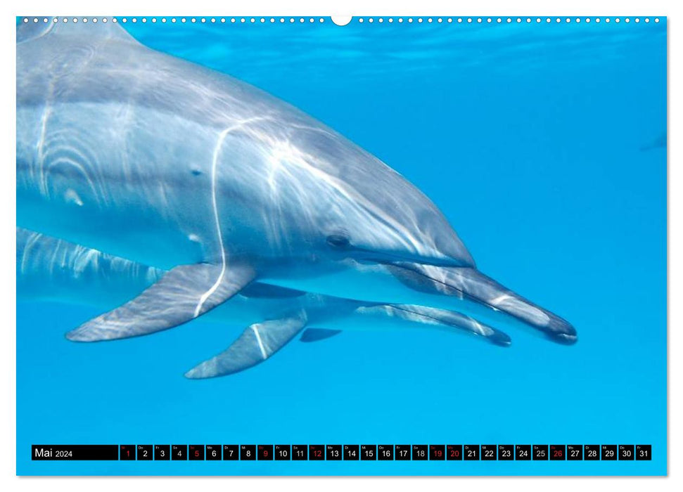 La vie dans les océans du monde. Dauphins, baleines et requins (Calendrier mural CALVENDO Premium 2024) 