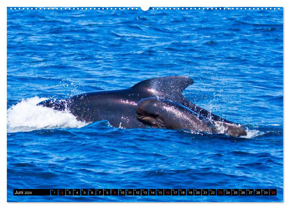 Leben in den Weltmeeren. Delfine, Wale und Haie (CALVENDO Premium Wandkalender 2024)