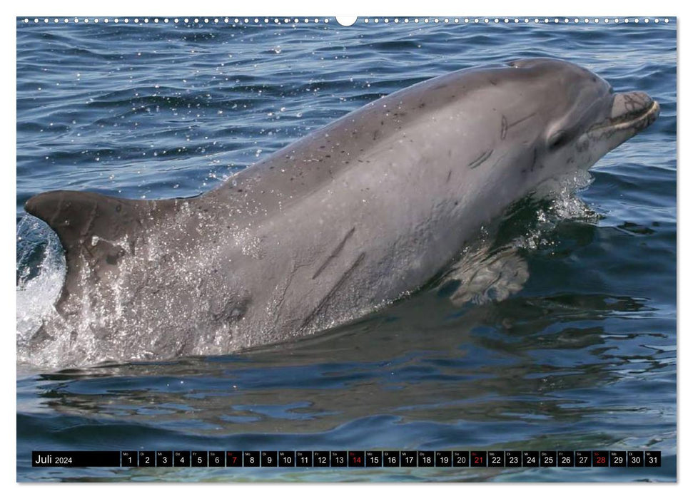 Life in the world's oceans. Dolphins, whales and sharks (CALVENDO Premium Wall Calendar 2024) 