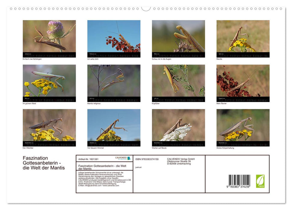 Faszination Gottesanbeterin - Die Welt der Mantis (CALVENDO Premium Wandkalender 2024)