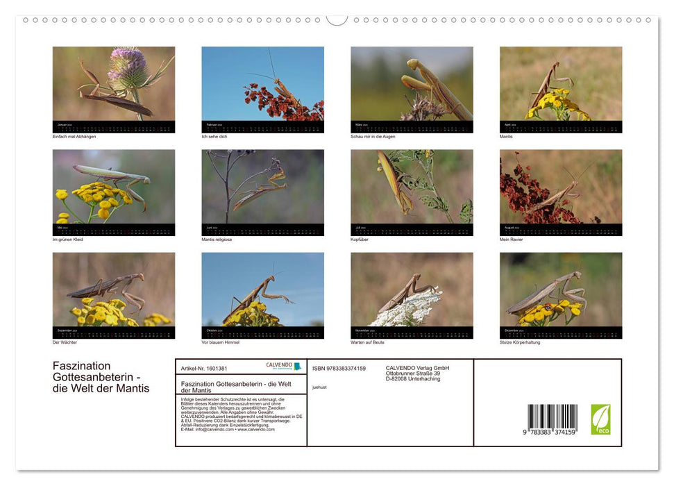 Fascination with Praying Mantises - The World of Mantises (CALVENDO Premium Wall Calendar 2024) 