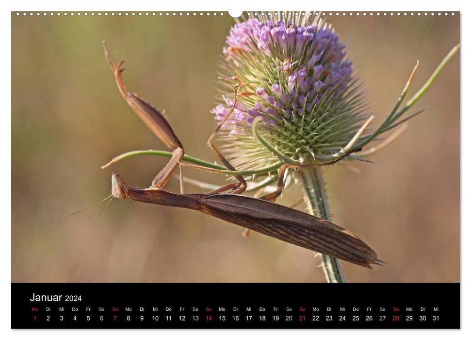 Fascination avec les mantes religieuses – Le monde des mantes (calendrier mural CALVENDO Premium 2024) 