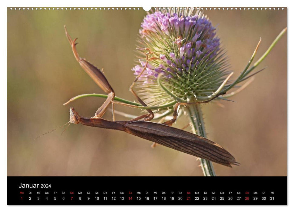 Faszination Gottesanbeterin - Die Welt der Mantis (CALVENDO Premium Wandkalender 2024)
