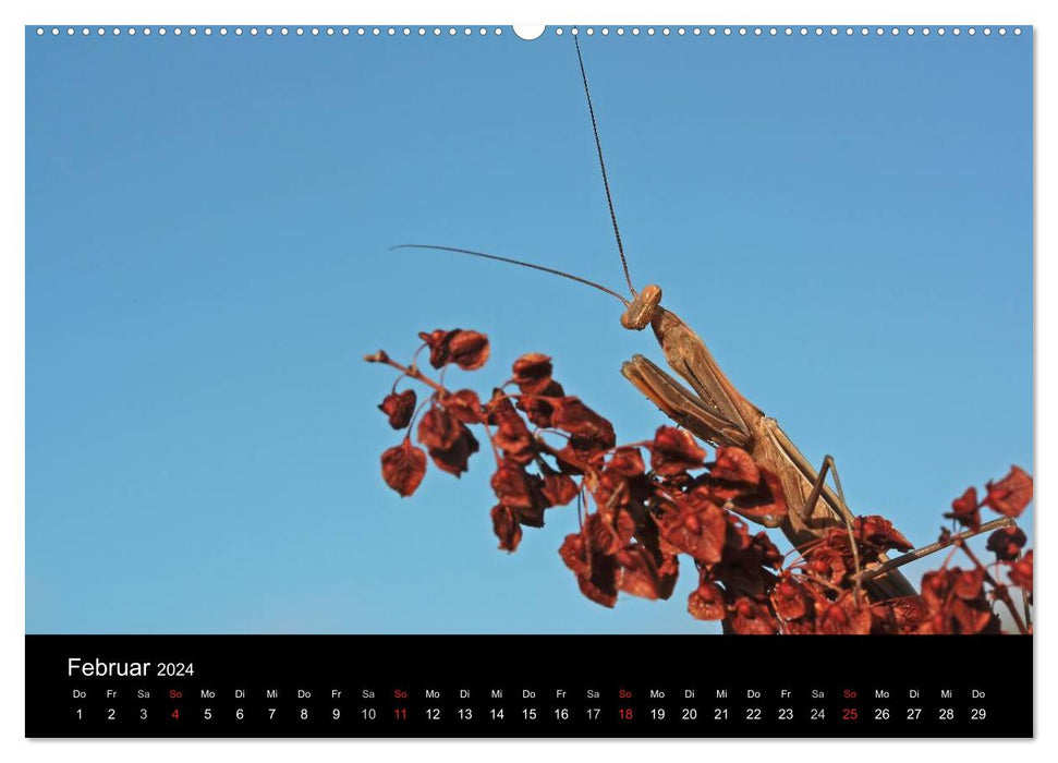 Fascination avec les mantes religieuses – Le monde des mantes (calendrier mural CALVENDO Premium 2024) 