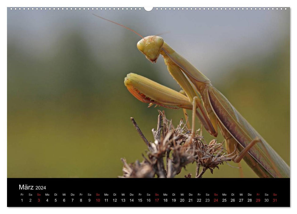 Fascination avec les mantes religieuses – Le monde des mantes (calendrier mural CALVENDO Premium 2024) 