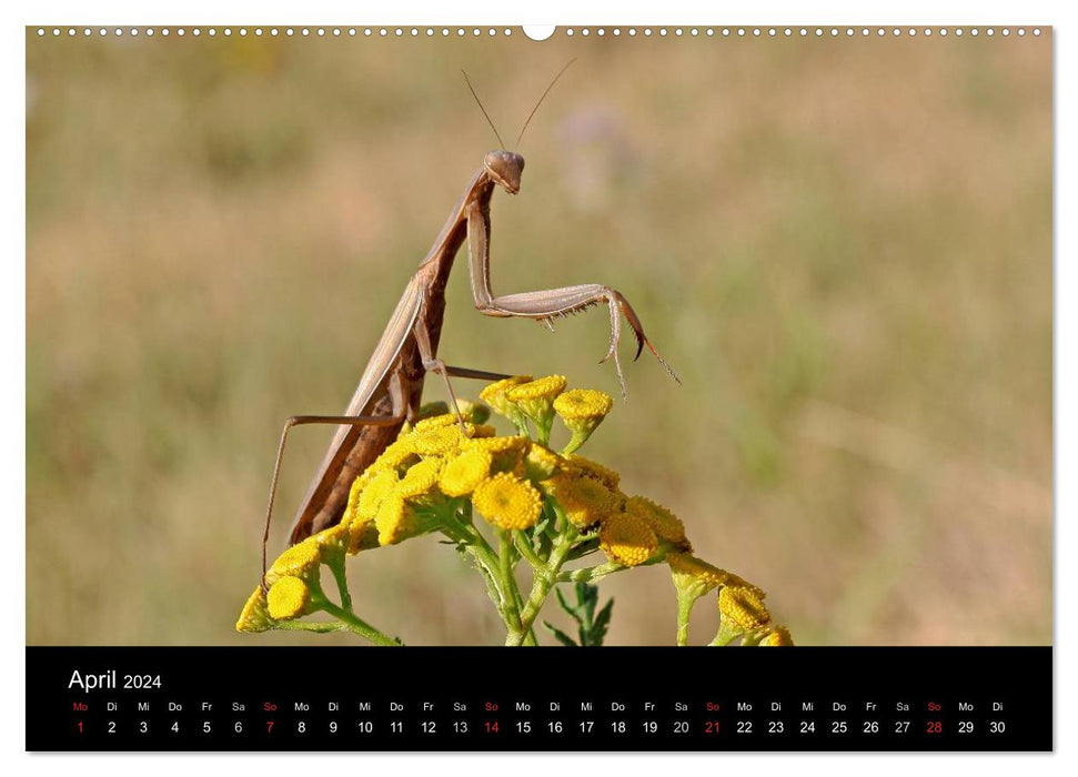 Fascination avec les mantes religieuses – Le monde des mantes (calendrier mural CALVENDO Premium 2024) 