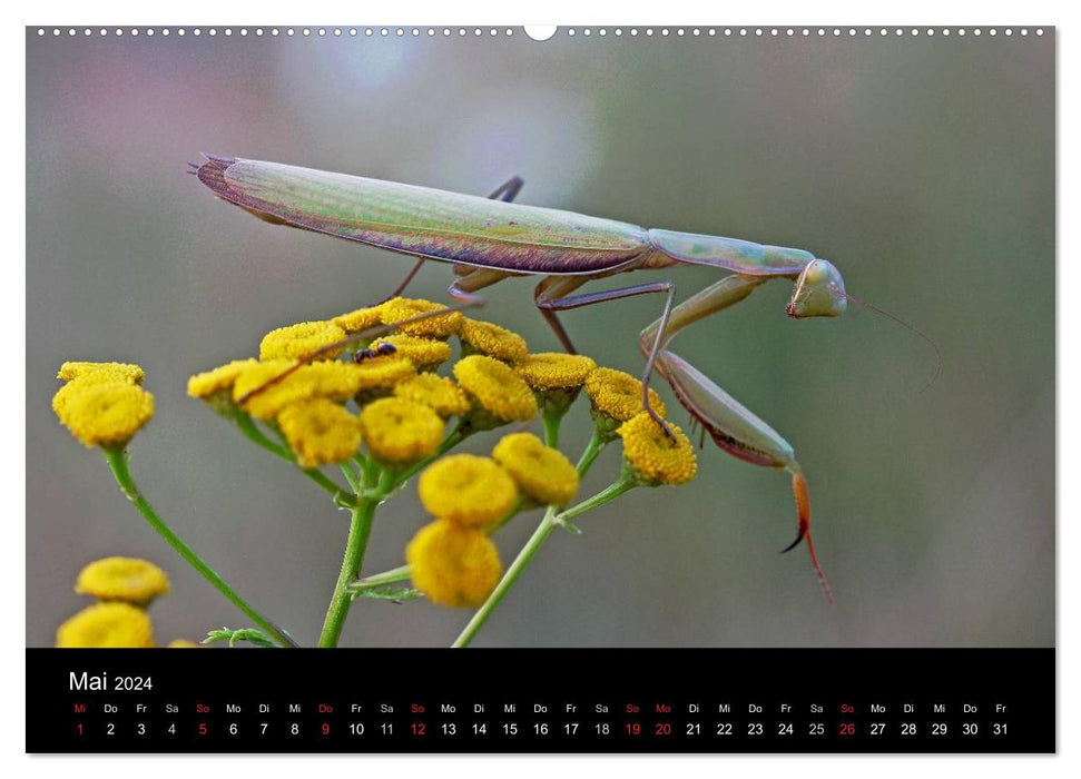 Fascination avec les mantes religieuses – Le monde des mantes (calendrier mural CALVENDO Premium 2024) 