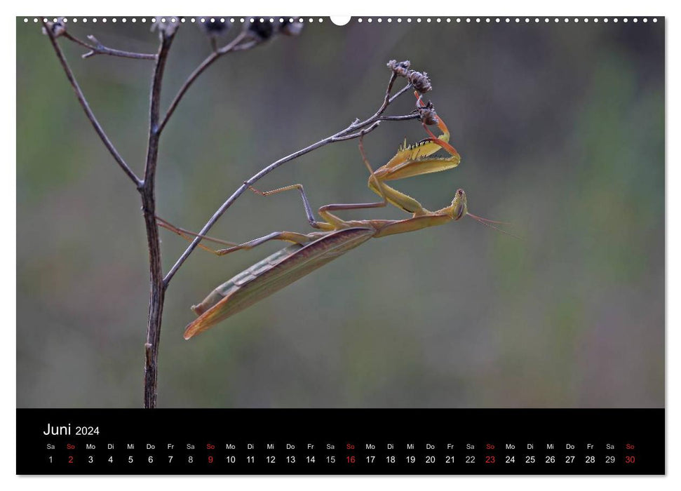 Fascination avec les mantes religieuses – Le monde des mantes (calendrier mural CALVENDO Premium 2024) 