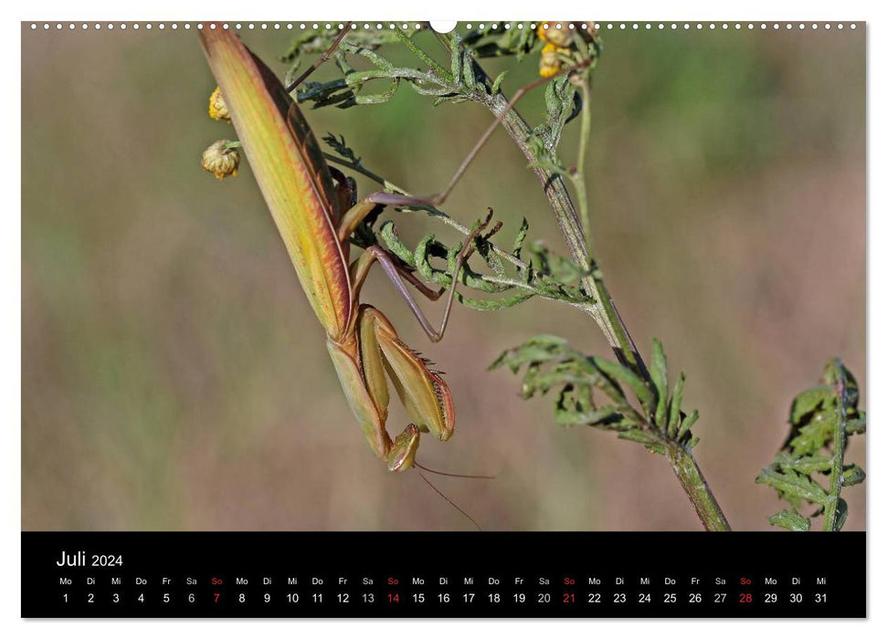 Fascination avec les mantes religieuses – Le monde des mantes (calendrier mural CALVENDO Premium 2024) 