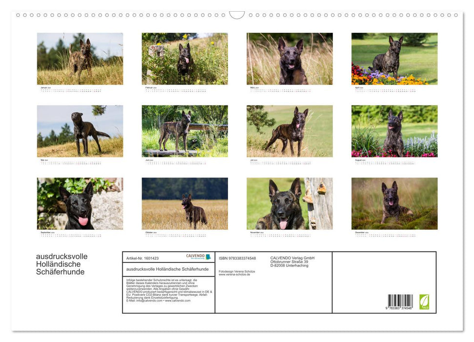 ausdrucksvolle Holländische Schäferhunde (CALVENDO Wandkalender 2024)