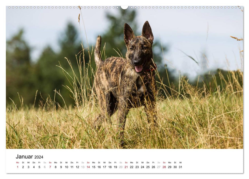 Chiens de berger hollandais expressifs (calendrier mural CALVENDO 2024) 