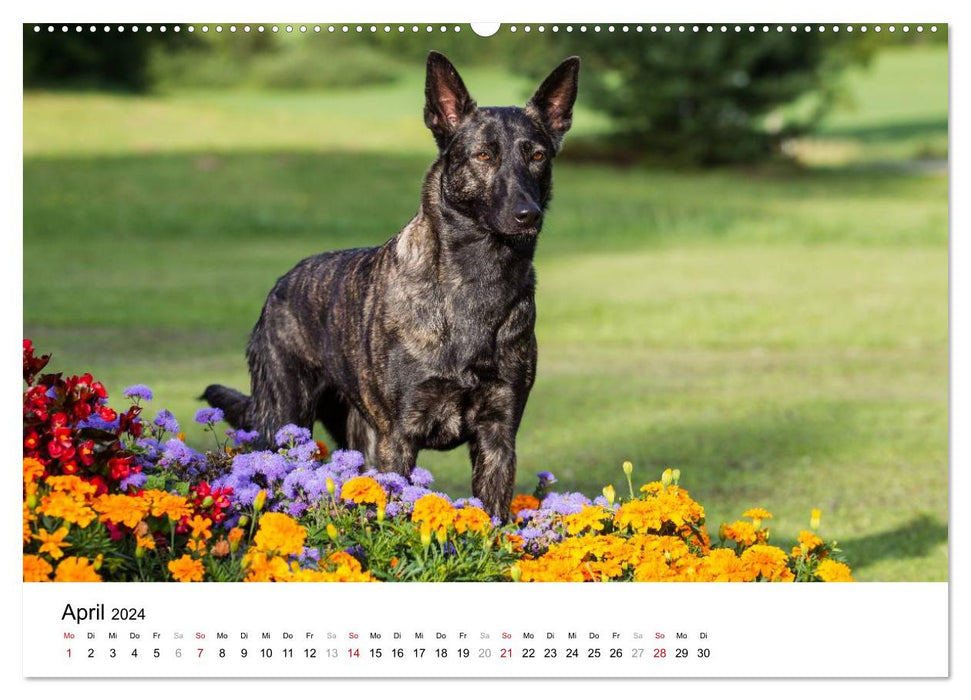 Chiens de berger hollandais expressifs (calendrier mural CALVENDO 2024) 