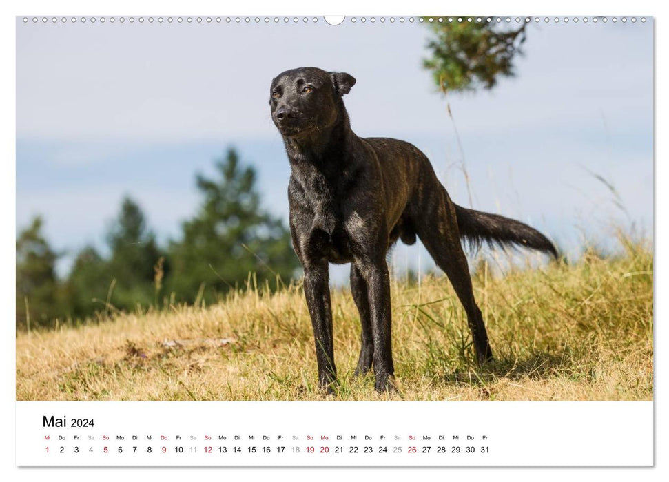 Chiens de berger hollandais expressifs (calendrier mural CALVENDO 2024) 