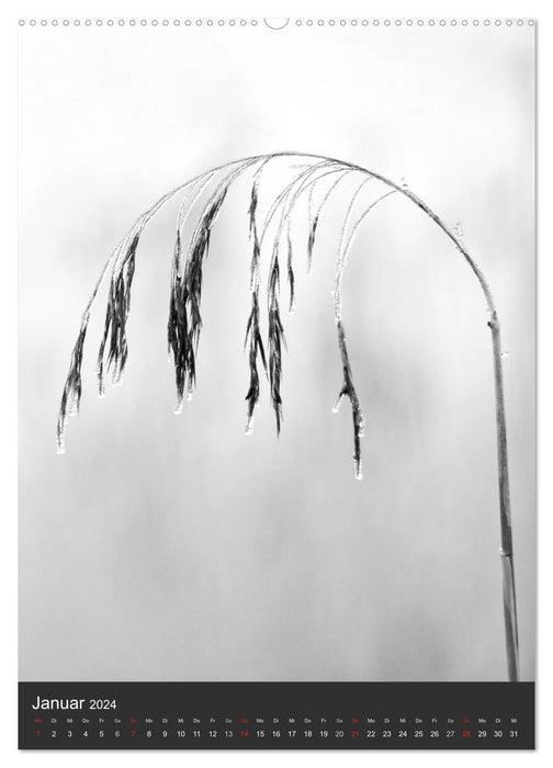 Nature in black and white (CALVENDO wall calendar 2024) 