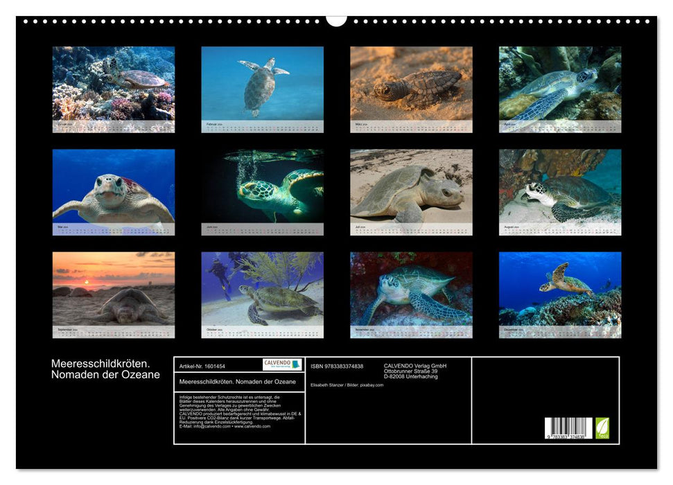 Sea turtles. Nomads of the Oceans (CALVENDO wall calendar 2024) 