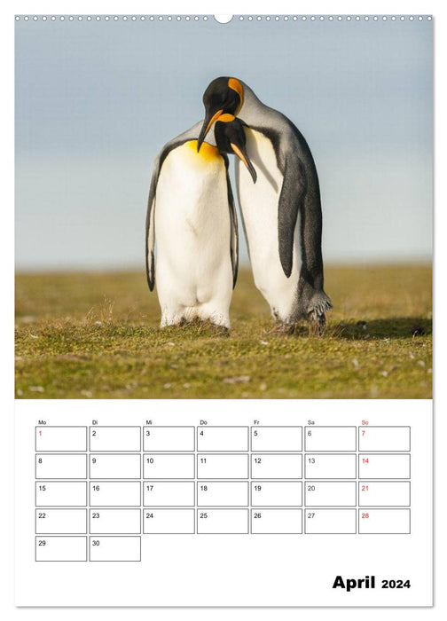 Pinguine. Familienglück im Eis (CALVENDO Wandkalender 2024)