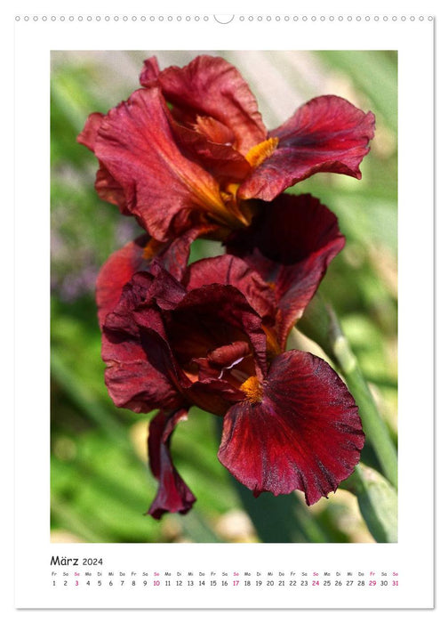 Iris onirique (Calendrier mural CALVENDO Premium 2024) 