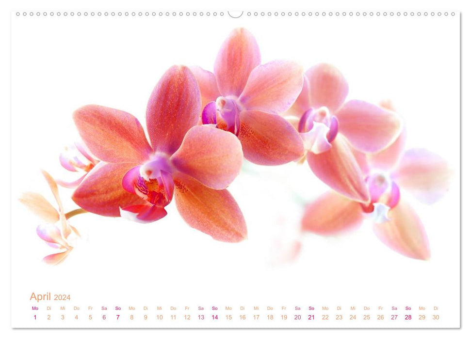 Rêves floraux d'orchidées (Calendrier mural CALVENDO 2024) 