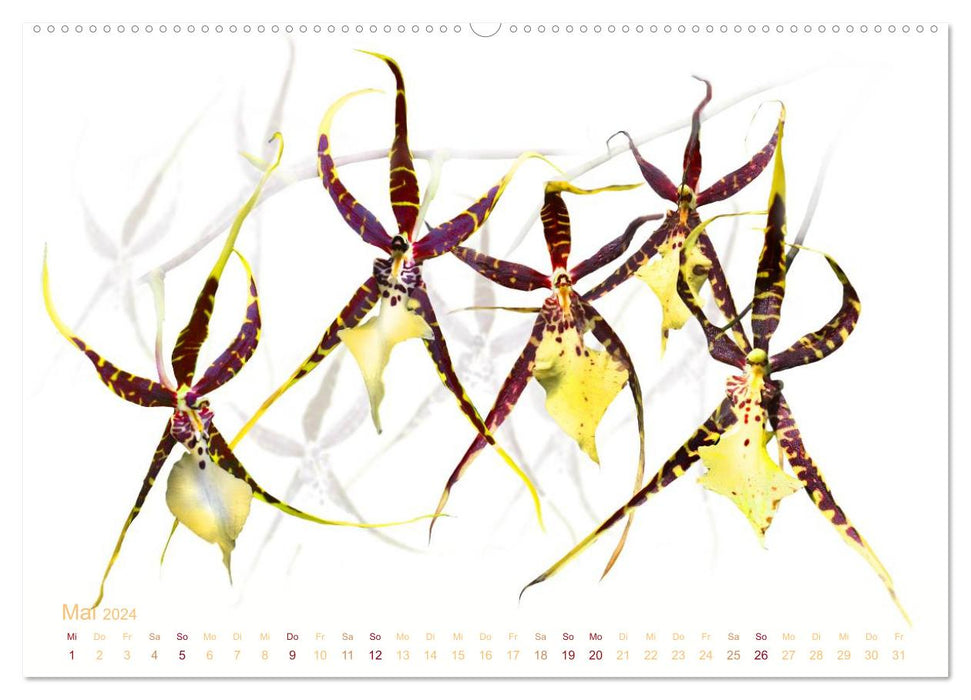 Rêves floraux d'orchidées (Calendrier mural CALVENDO 2024) 