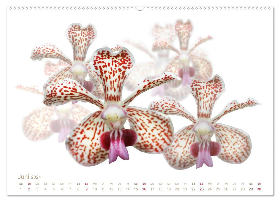 Orchideen florale Träume (CALVENDO Wandkalender 2024)
