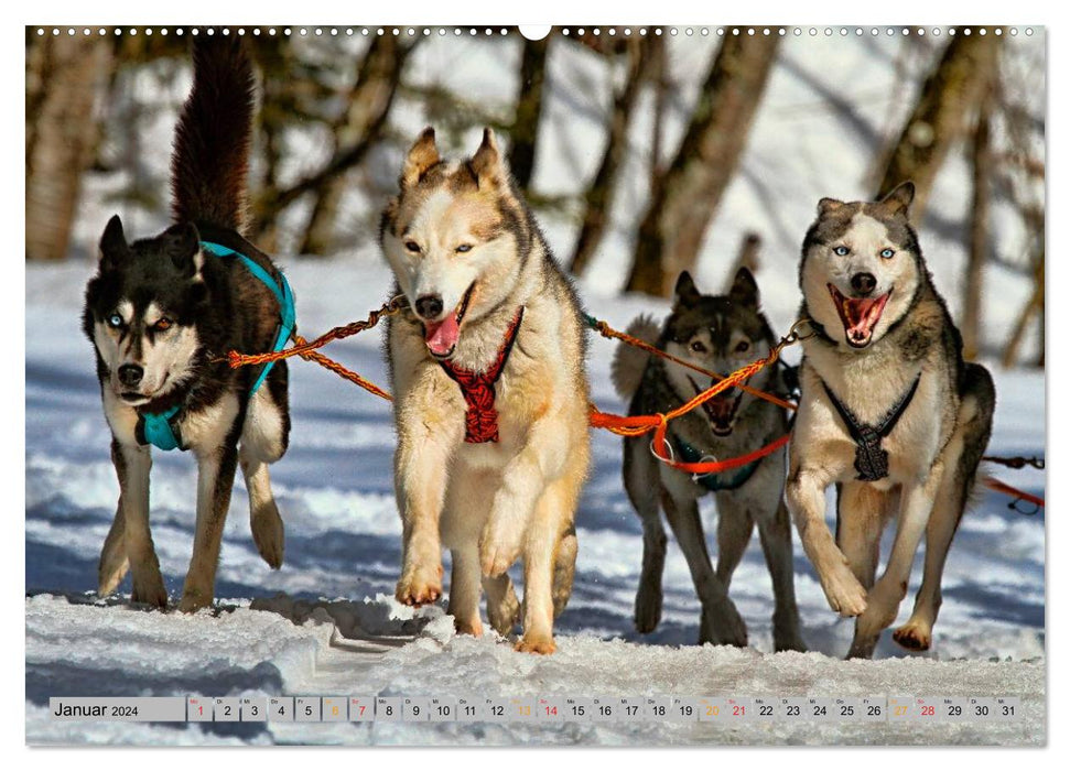 Huskies - Sled Dogs (CALVENDO Wall Calendar 2024) 