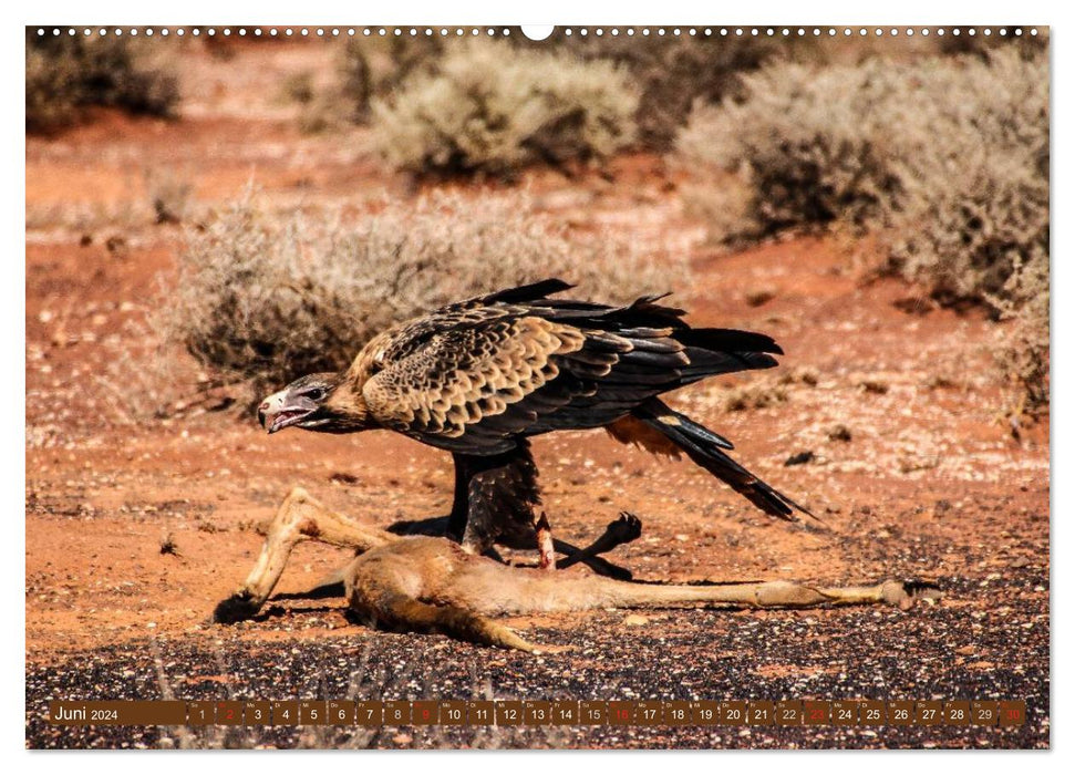 Outback Life - Australien (CALVENDO Premium Wandkalender 2024)
