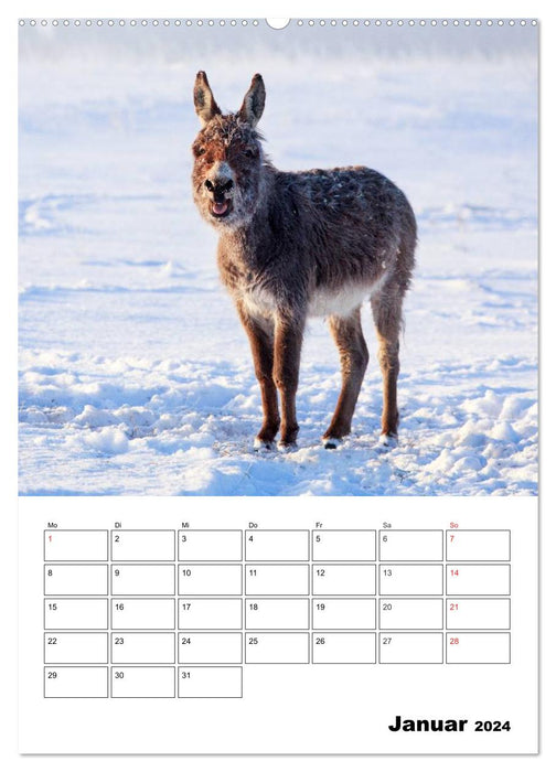 Sweet donkeys. Long ears to fall in love with (CALVENDO wall calendar 2024) 