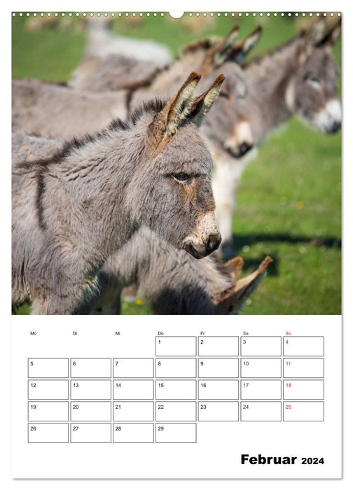 Sweet donkeys. Long ears to fall in love with (CALVENDO wall calendar 2024) 