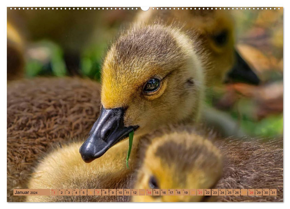 Poussins - toujours mignons (Calendrier mural CALVENDO 2024) 