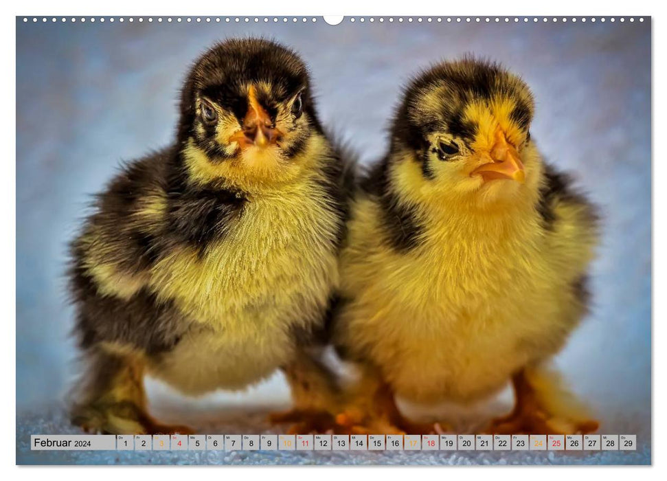 Poussins - toujours mignons (Calendrier mural CALVENDO 2024) 