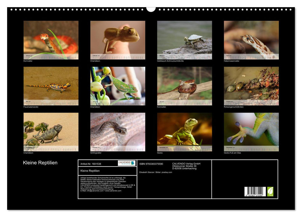 Small reptiles (CALVENDO wall calendar 2024) 