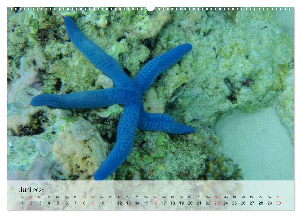 Le monde des récifs. Etoiles de mer, coraux, anémones (Calendrier mural CALVENDO 2024) 