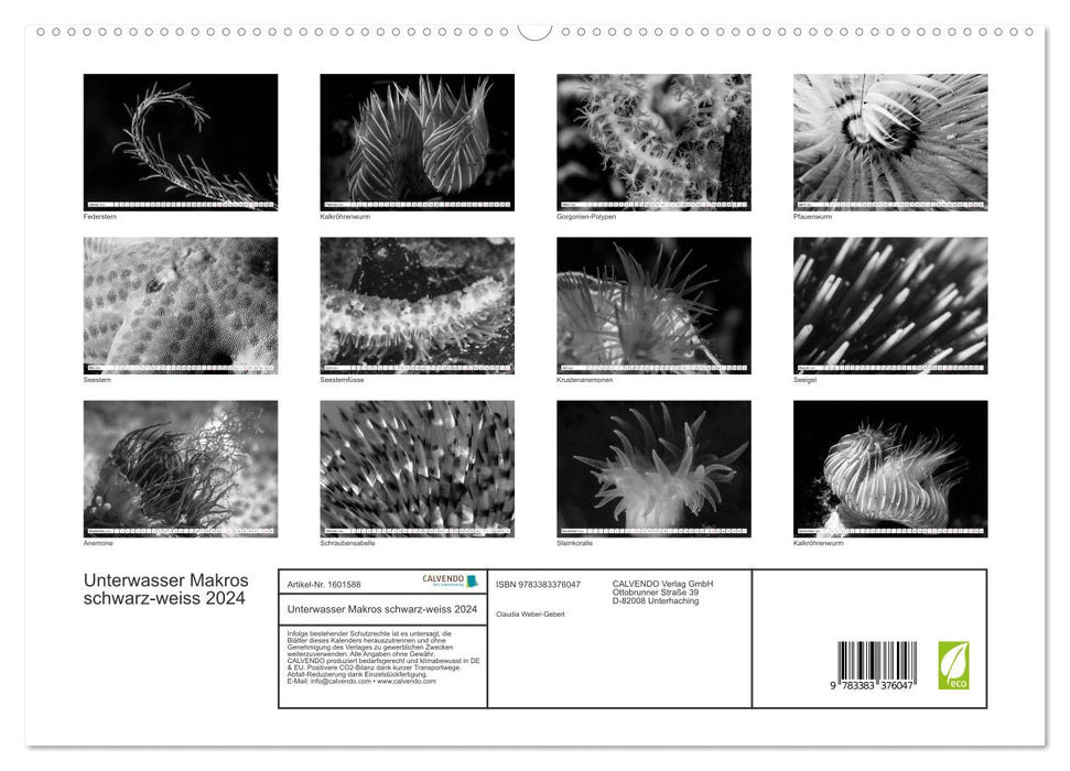 Underwater Macros - black white 2024 (CALVENDO Premium Wall Calendar 2024) 