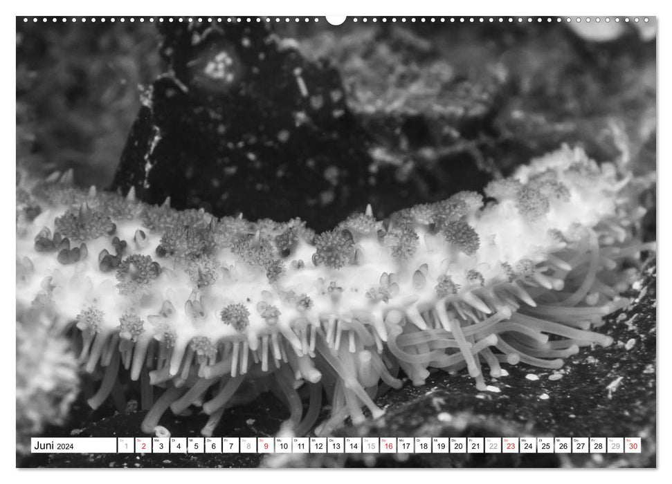 Underwater Macros - black white 2024 (CALVENDO Premium Wall Calendar 2024) 