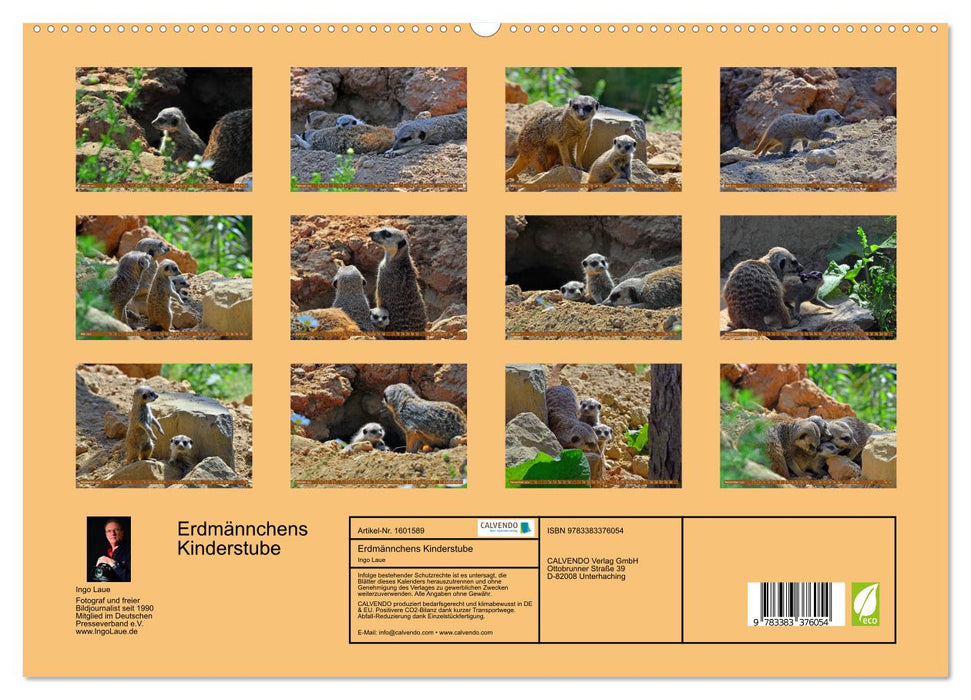Pépinière de suricates (Calvendo Premium Wall Calendar 2024) 
