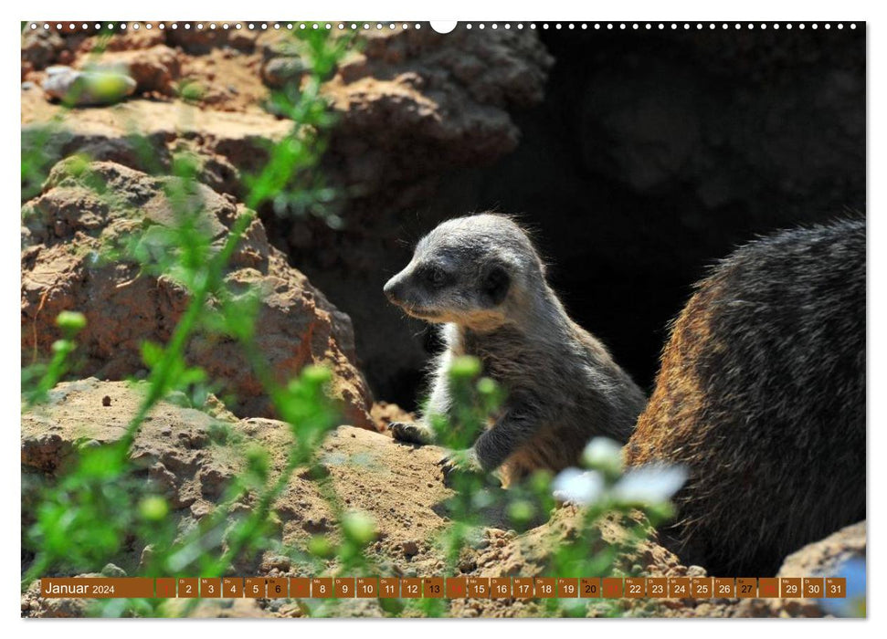 Pépinière de suricates (Calvendo Premium Wall Calendar 2024) 