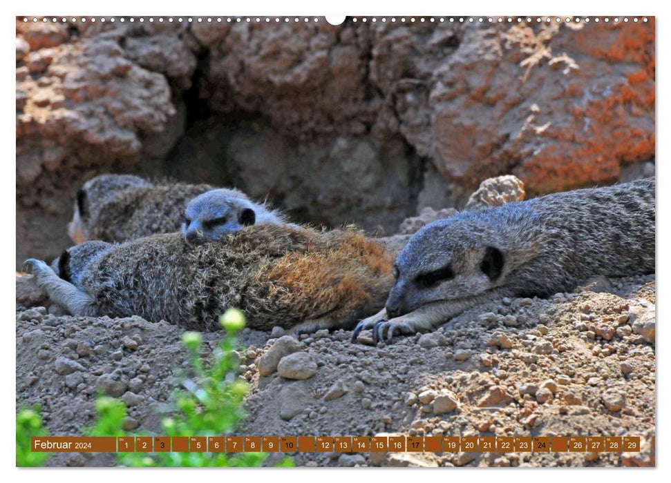 Meerkat's Nursery (CALVENDO Premium Wall Calendar 2024) 