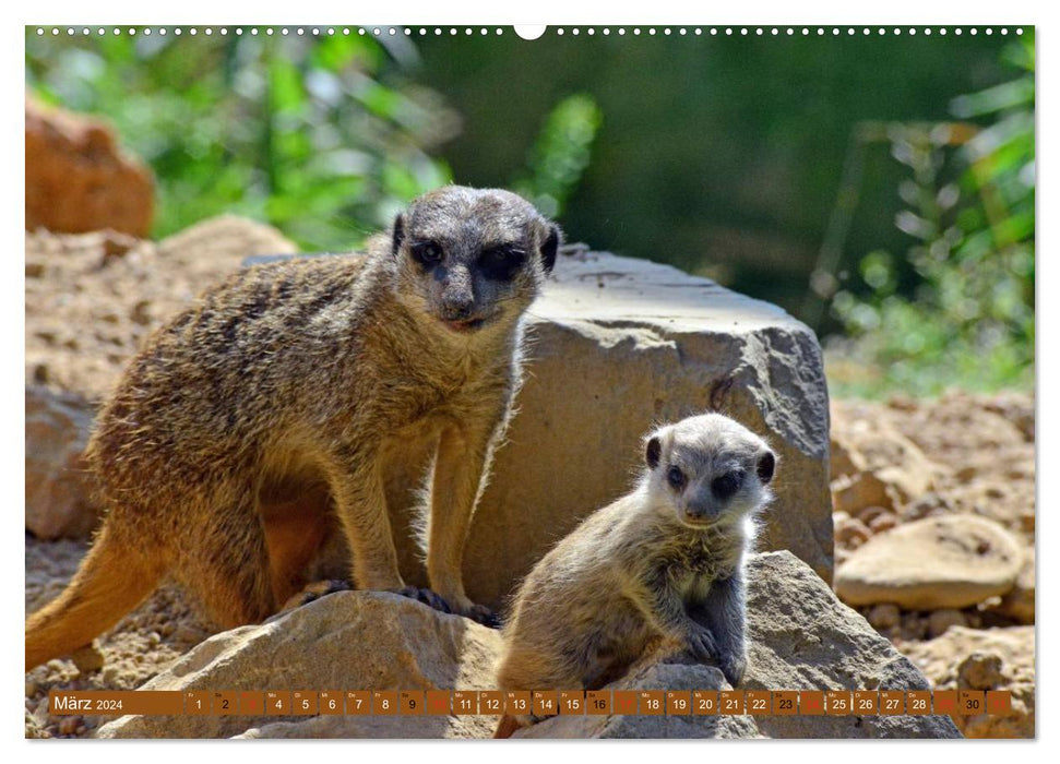 Meerkat's Nursery (CALVENDO Premium Wall Calendar 2024) 