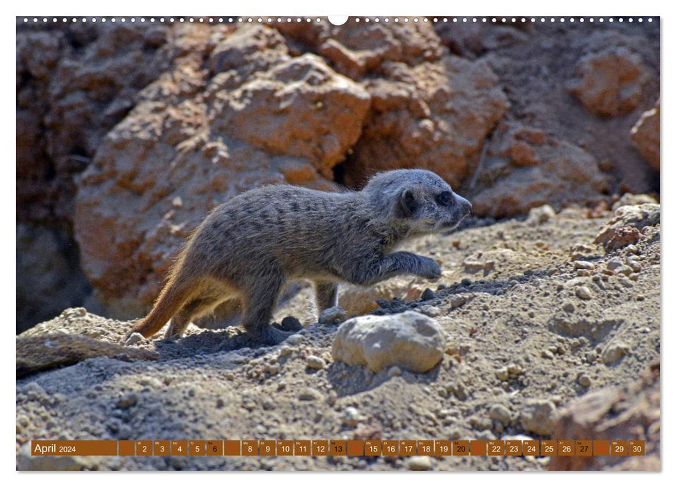 Pépinière de suricates (Calvendo Premium Wall Calendar 2024) 