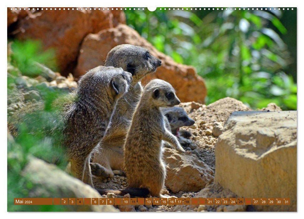 Pépinière de suricates (Calvendo Premium Wall Calendar 2024) 