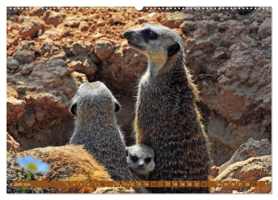 Pépinière de suricates (Calvendo Premium Wall Calendar 2024) 