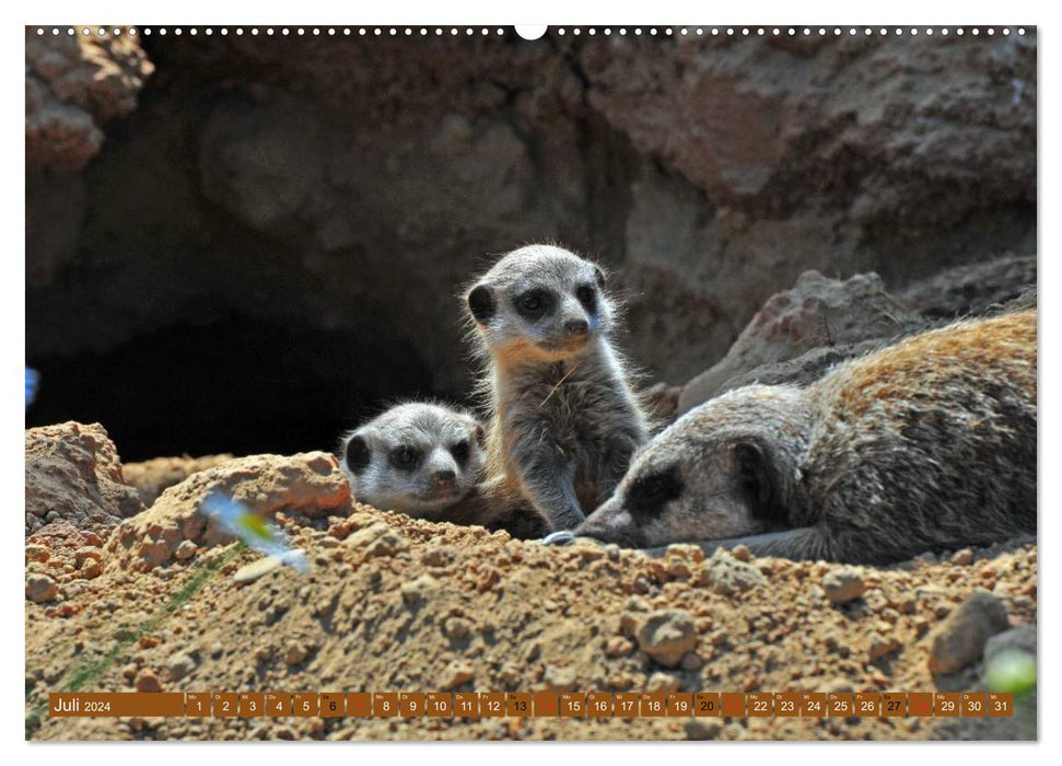 Meerkat's Nursery (CALVENDO Premium Wall Calendar 2024) 