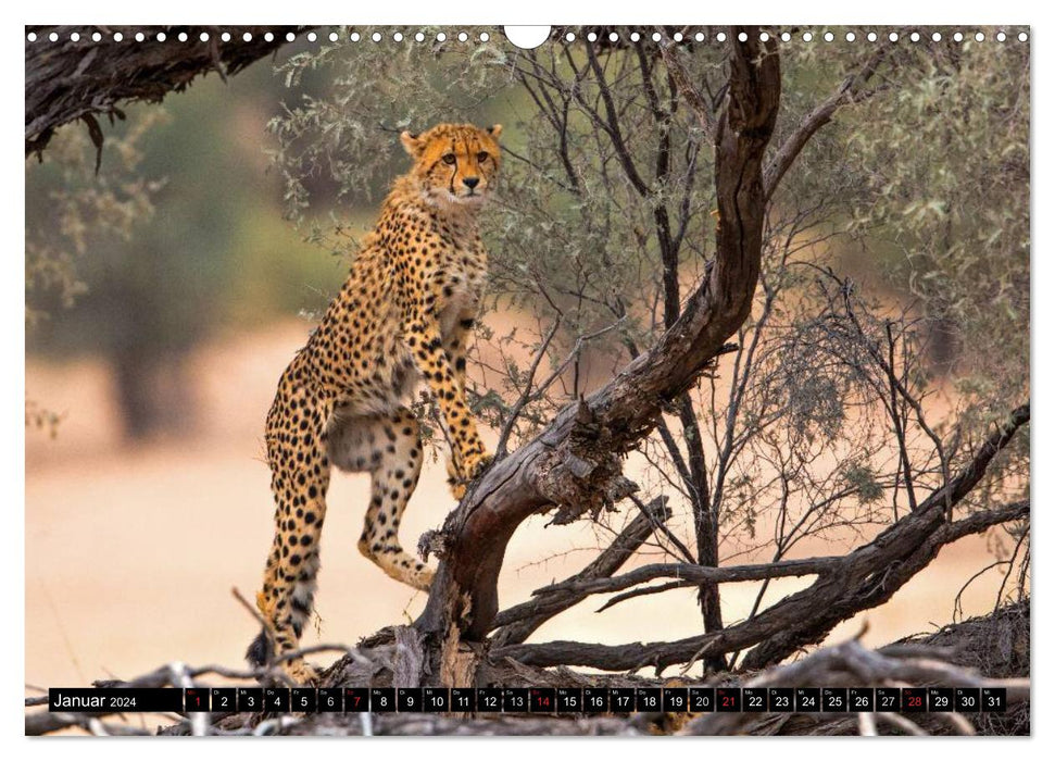 Safari à travers l'Afrique australe (calendrier mural CALVENDO 2024) 