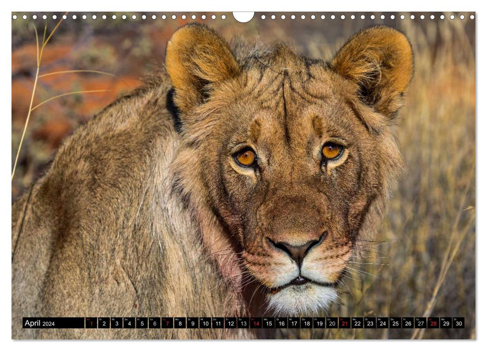 Safari through Southern Africa (CALVENDO wall calendar 2024) 