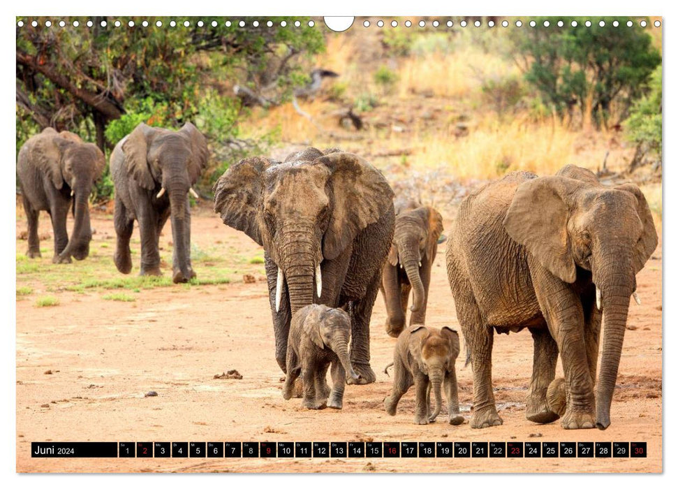 Safari à travers l'Afrique australe (calendrier mural CALVENDO 2024) 