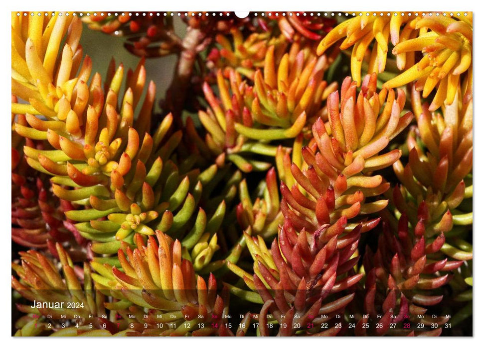 Succulents in the home and garden (CALVENDO wall calendar 2024) 