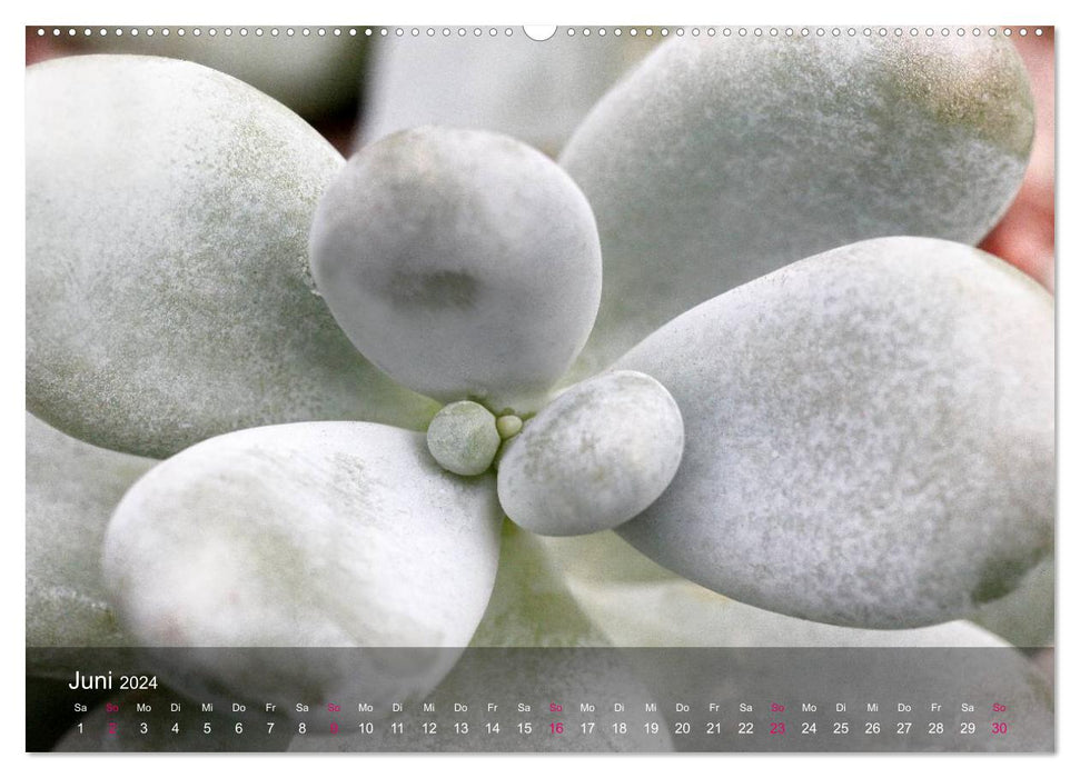 Plantes succulentes dans la maison et le jardin (calendrier mural CALVENDO 2024) 